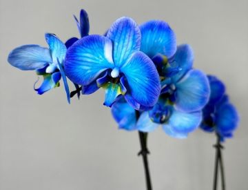 Фаворит среди цветов - Фаленопсис!